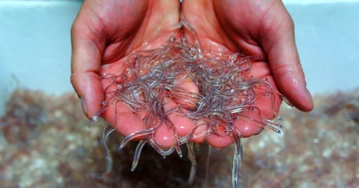 Tribunal condena a seis abriles de prisión a responsables de robo agravado de anguila en perjuicio de ADEAR