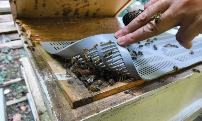 Honey bees can be used to monitor PFAS levels in the environment, says study