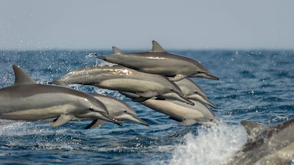 Les Requins Ont Peur Des Dauphins Erudyx
