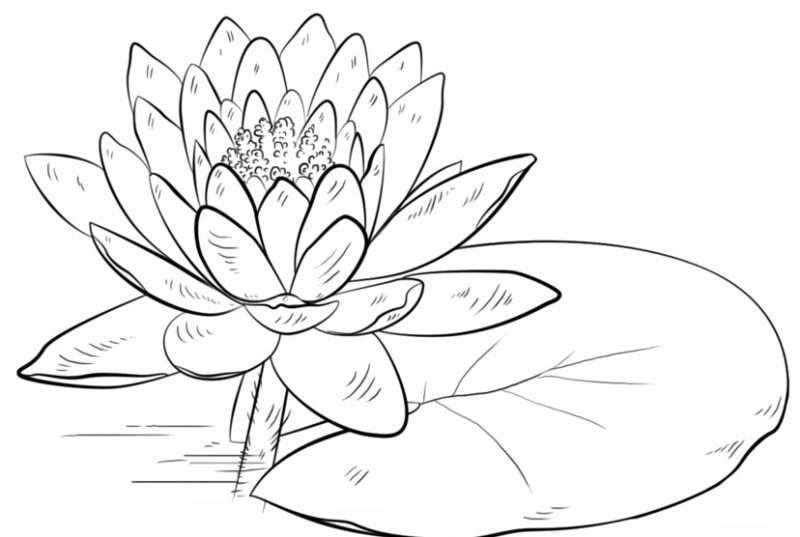 красивые картинки с нарисованными цветами