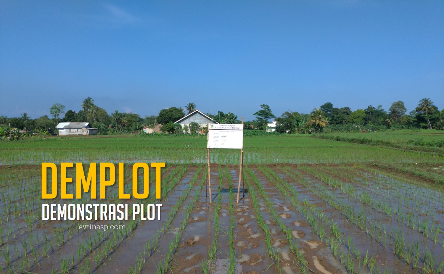 Demonstrasi Plot (Demplot), Alternatif Metode Penyuluhan Untuk Tahap  Menilai dan Mencoba - EVRINASP