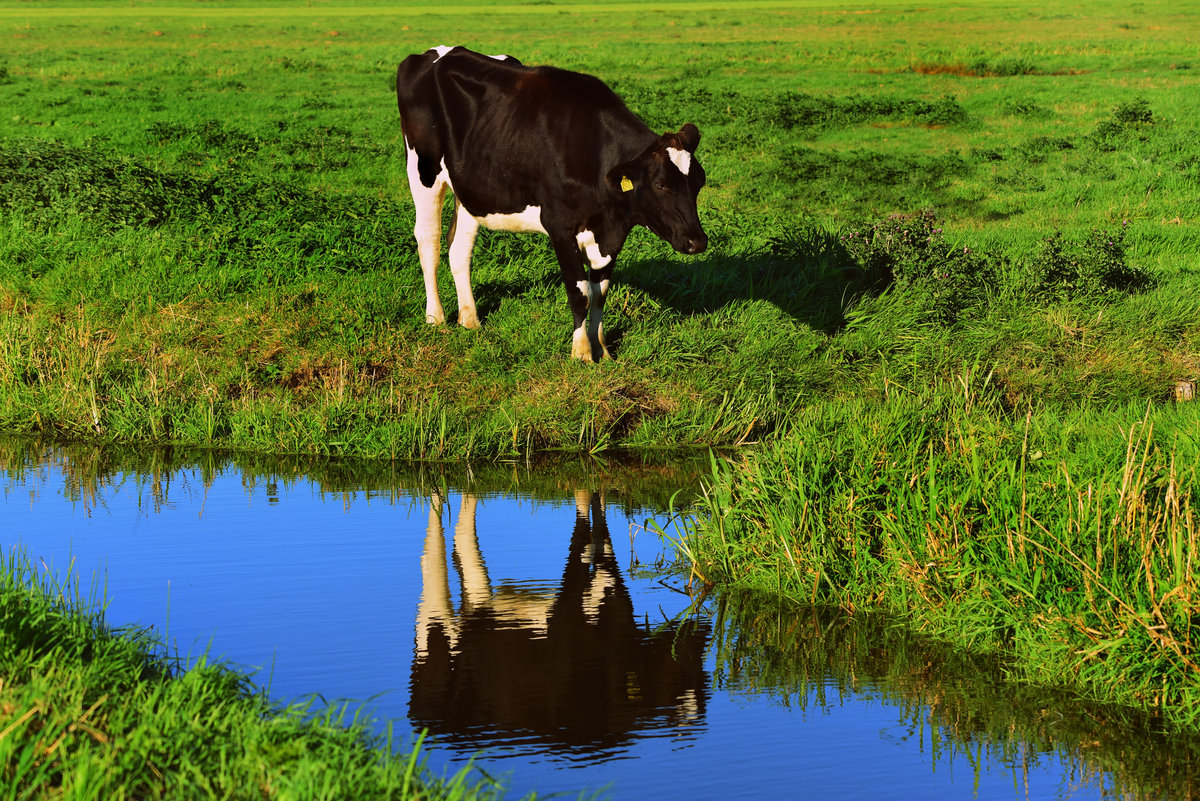 Atom Heart Mother Pink Floyd Cover Candle