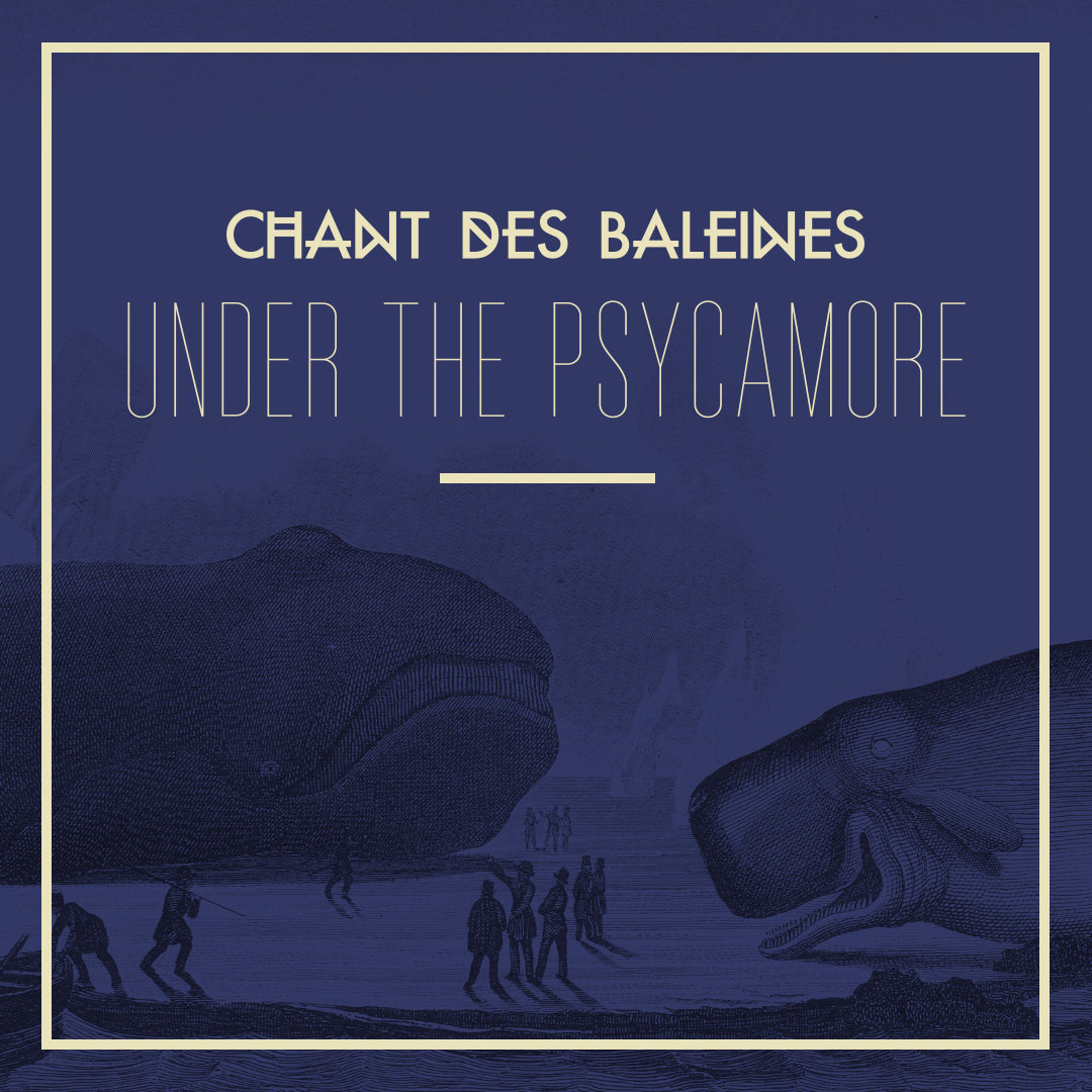 Chant baleine mp3