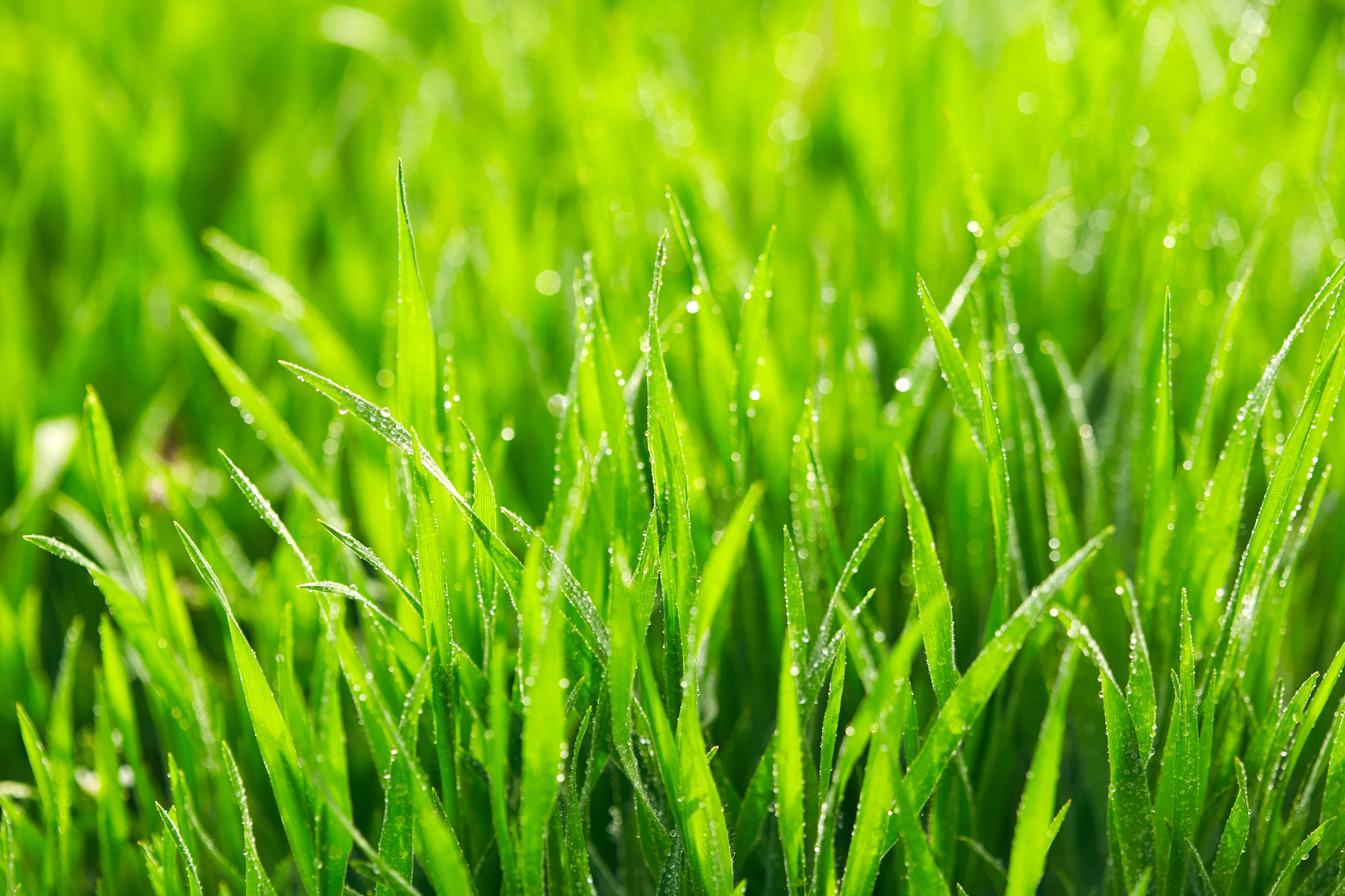 20 Facts About Grass: Explore the Green Carpet of Nature - Facts.net Picture of grass