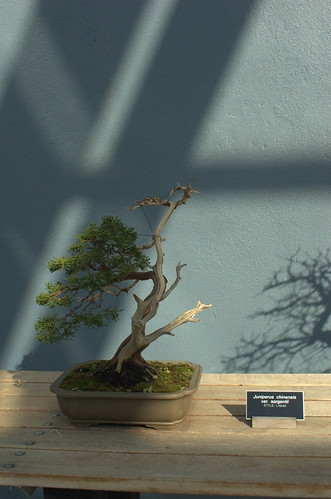 Flickriver Photoset Bunjingi By Flatbush Gardener