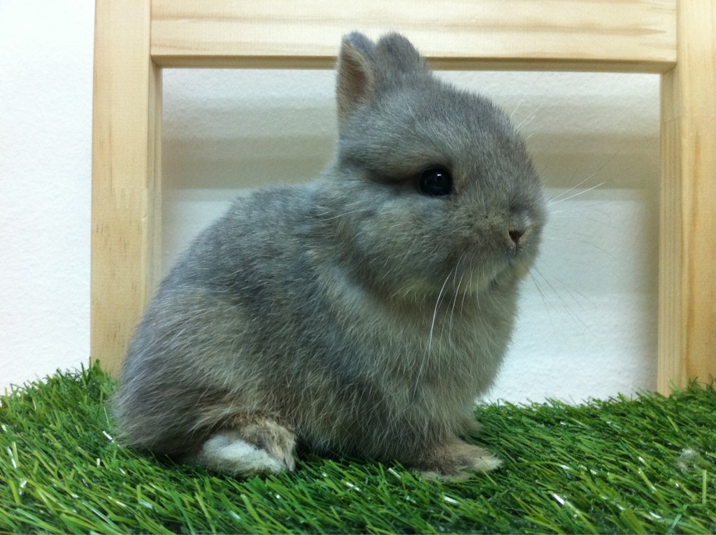 Rabbits For Sale In Singapore!: (Sold) Show Quality Opal Netherland Dwarf Male With Ped + Tattoo 765_x_1024_jpg