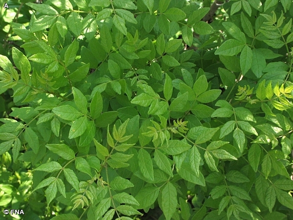 Prickly Ash Fontenelle Forest Nature Search Fontenelle Forest Nature Search