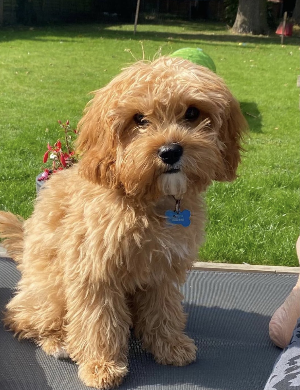 Breeder of cavapoo and cavapoochon puppies Apricot cavapoo full grown