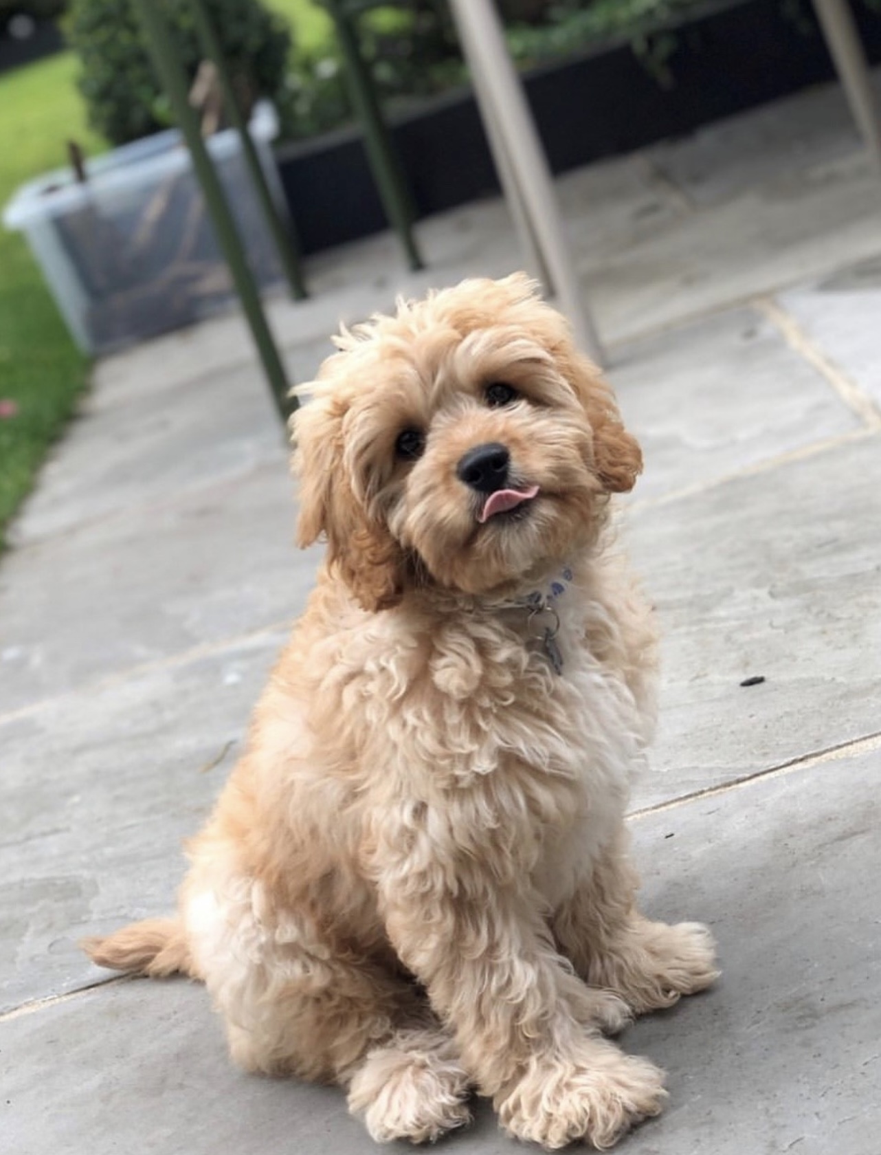 Breeder of cavapoo and cavapoochon puppies Apricot cavapoo full grown