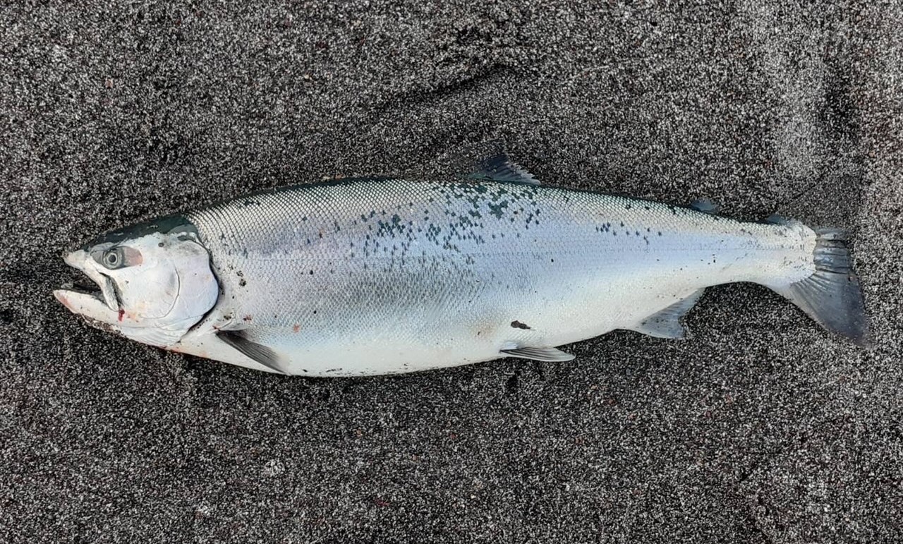 十勝の海サクラ！ | FISHLAND