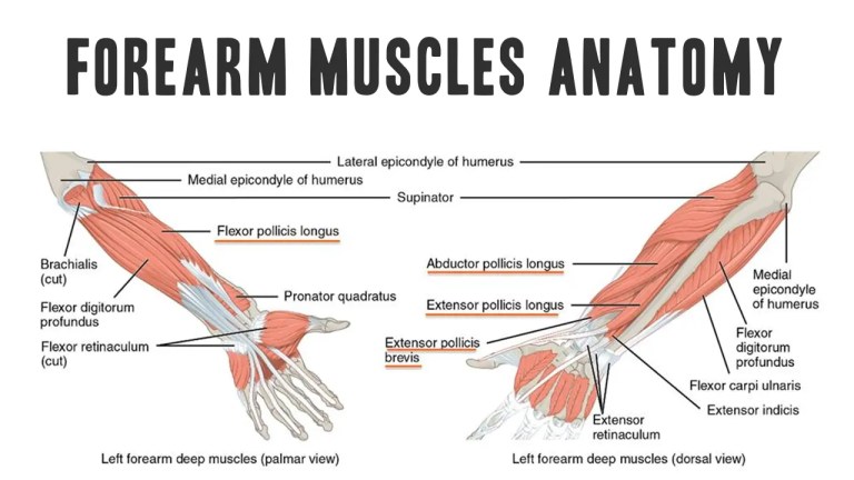 Forearm Muscles Anatomy & Function: A Comprehensive Guide
