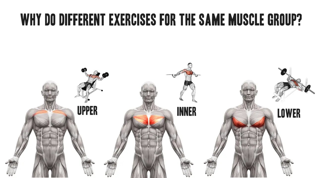 Why Do Completely different Workout routines For The Identical Muscle Group?
