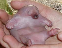 Platypus “Si Mammalia Unik” | fitrisains