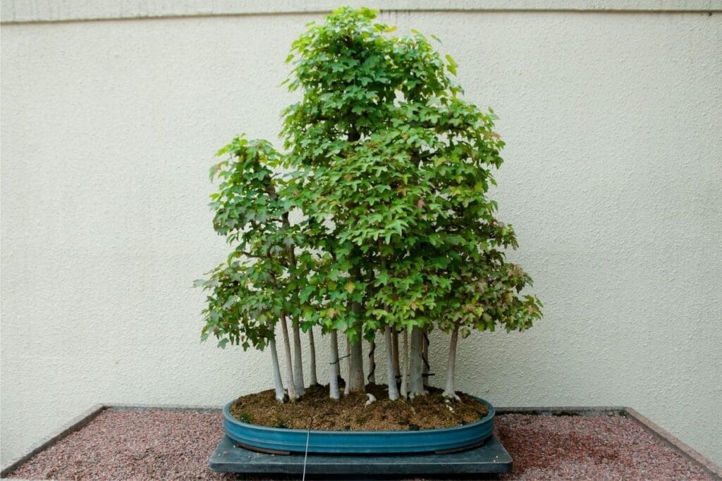 How To Grow And Care For Trident Maple Bonsai Tree Acer Buergerianum Florgeous
