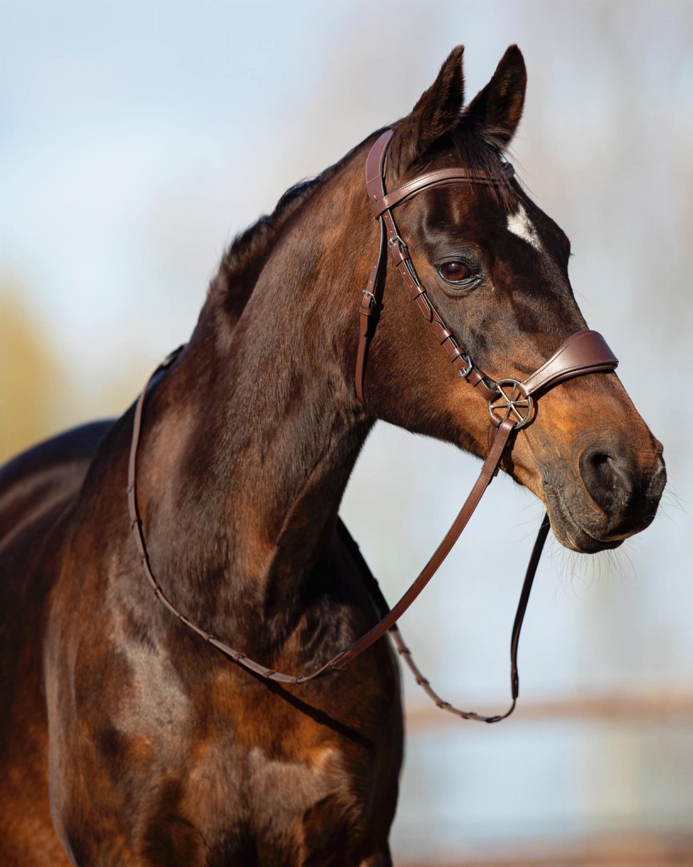 ウマ 娘 種付け 交尾 ショー
