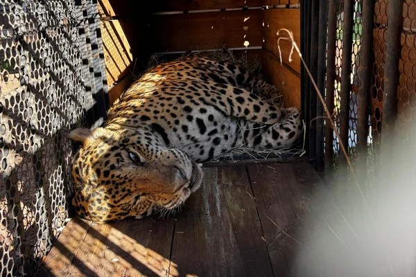 Saiba por que onça que devorou caseiro não pode voltar para a natureza Saiba por que onça que devorou caseiro não pode voltar para a natureza