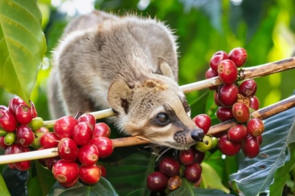 Kopi Ethiopia Rasa Buah-Buahan yang Menggugah Selera Anda