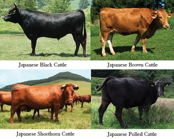 Daging Sapi Kobe, Ohmi dan Ozaki – Panduan Memilih Daging Wagyu Terbaik |  Food Diversity.today