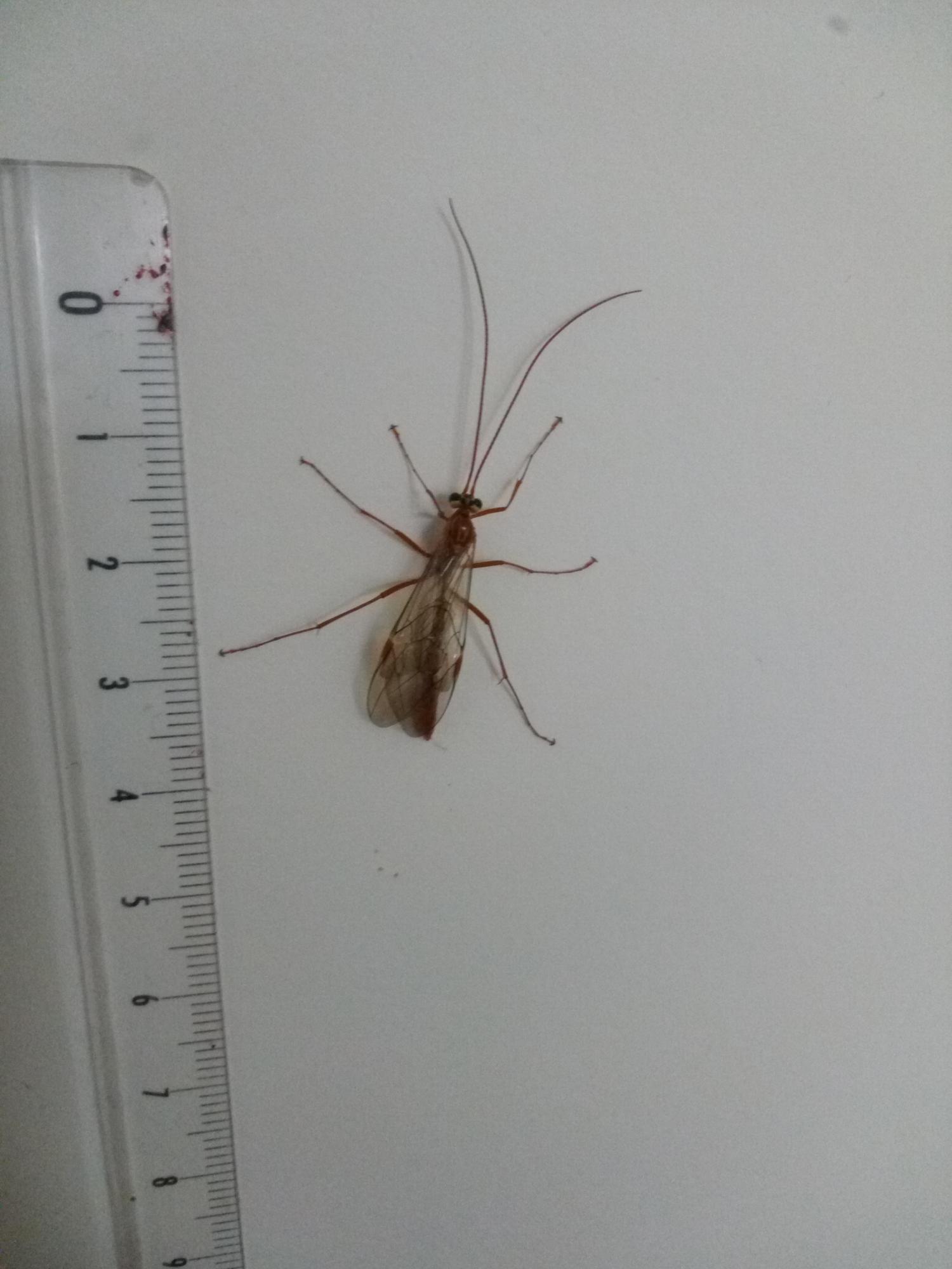 Insecte avec longues antennes