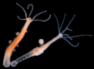 Hydra, Hewan Mitos yang Hidup di Dunia Nyata - Fakultas Perikanan dan  Kelautan, faculty of fisheries and marine unair