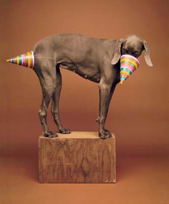 Wegman William Https Galeriehoffman Com