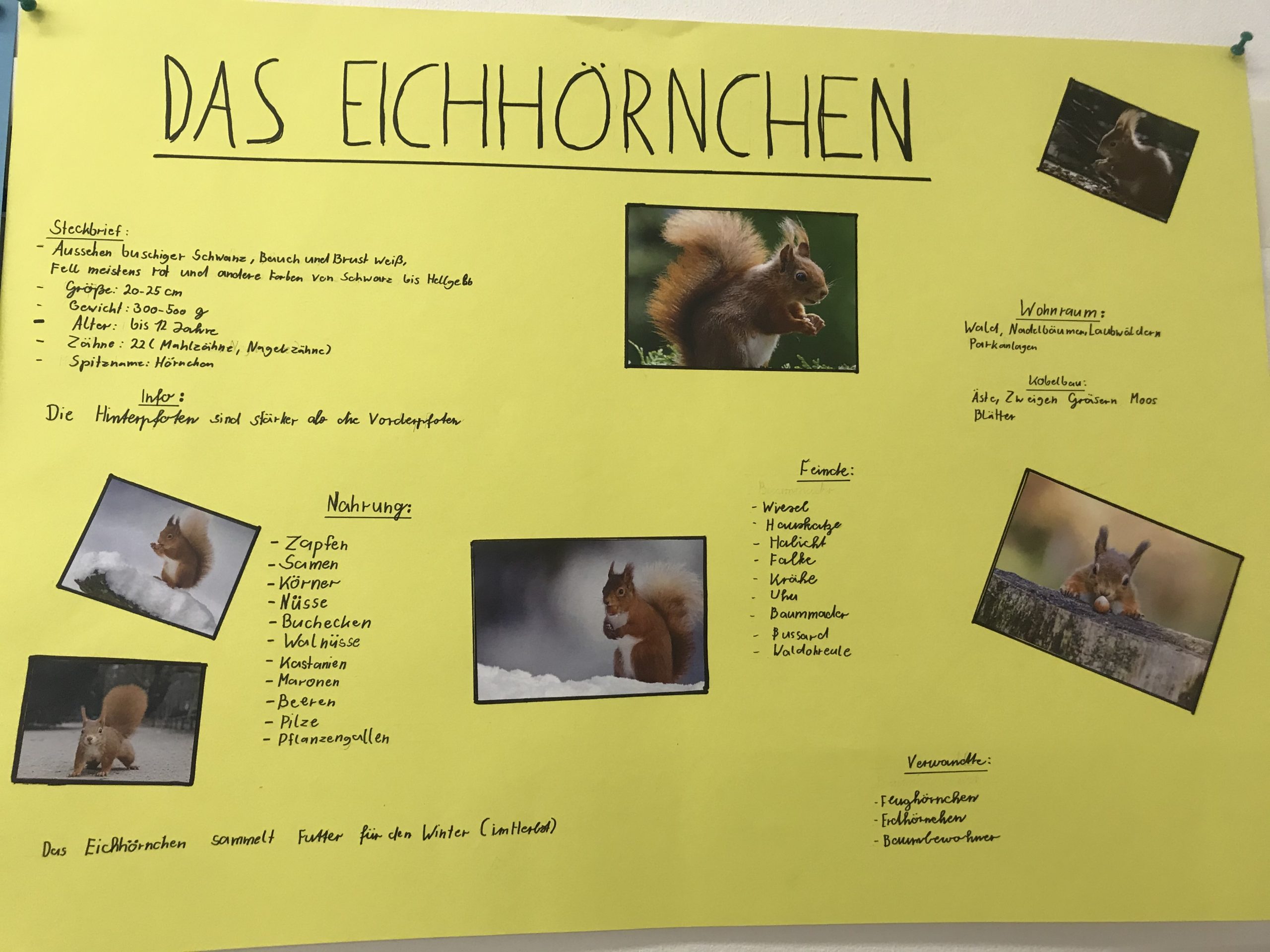 Ausstellung Und Prasentation Der Arbeitsergebnisse Zum Thema Eichhornchen Vorgestellt Von Der Klasse 3b Gallenberg Grundschule In Olpe