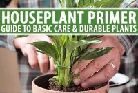 Green Thumbs Welcome: Your Guide To Happy Houseplants