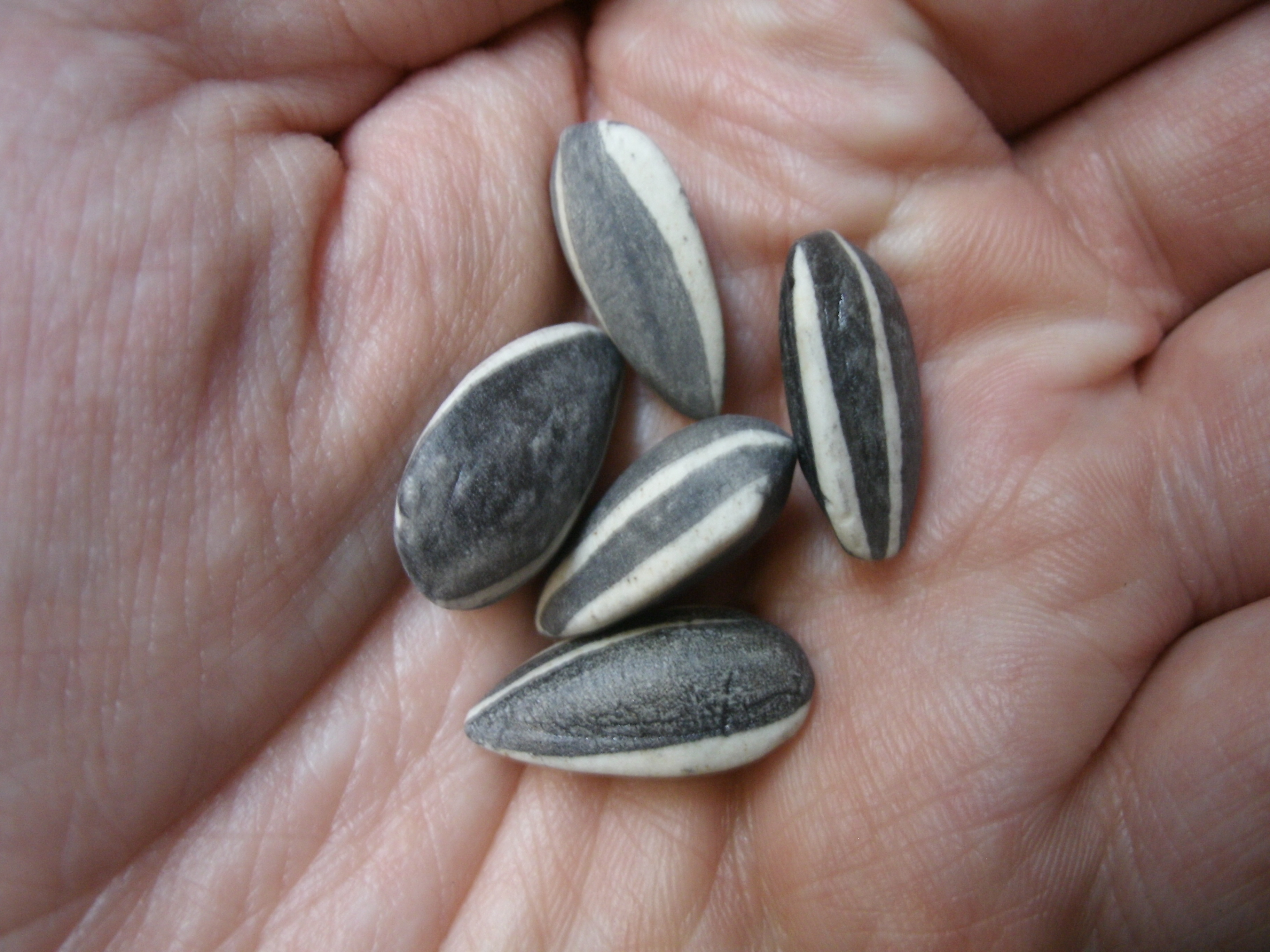 Sunflower Seeds 2010 By Ai Weiwei Gareth S Art Blog