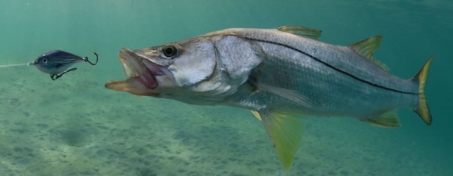 What Is Inshore Fishing Gear Lobo