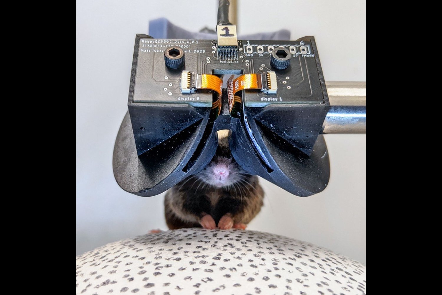 Scientists Built Tiny VR Goggles for Mice Scientists Built Tiny VR Goggles for Mice