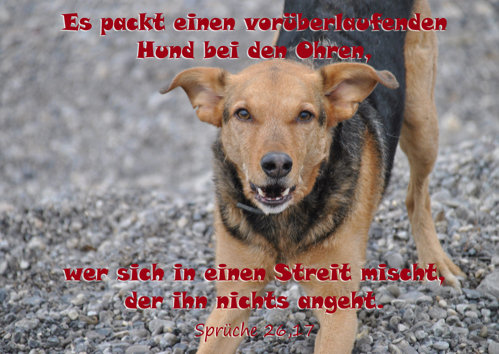 Bibelzitat- Sprüche 26.11.2020 | Go4Jesus -Bibel – Jesus 1240_x_1748_jpg