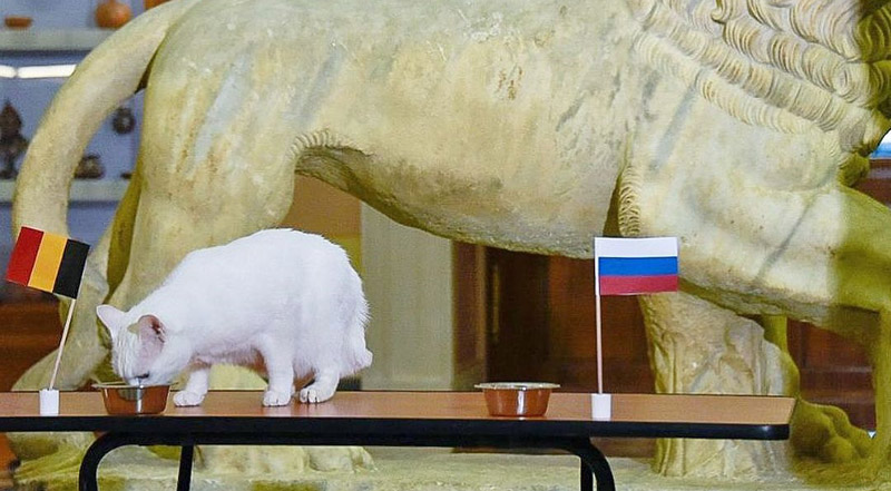 Achillcet Sang Kucing Tuli Peramal Euro 2021 - gopos.id