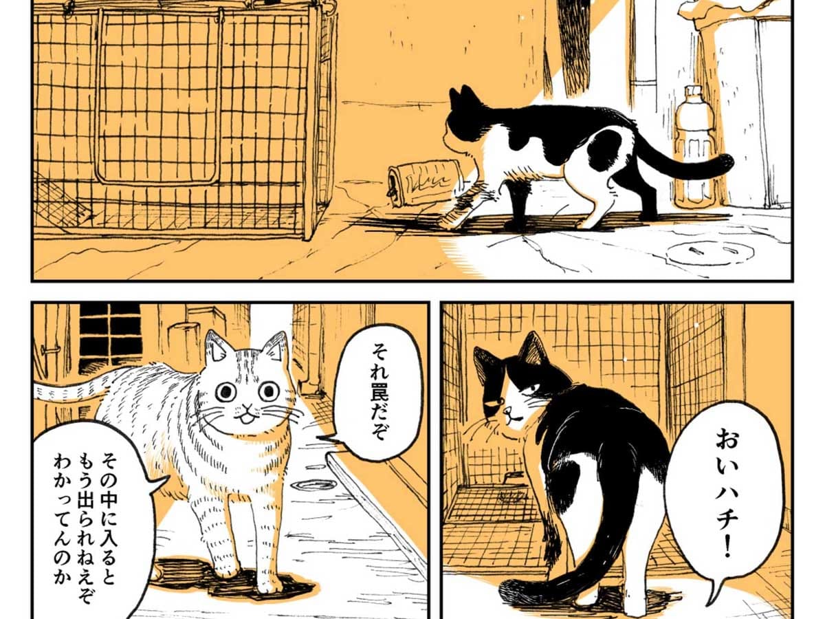 Cats manga