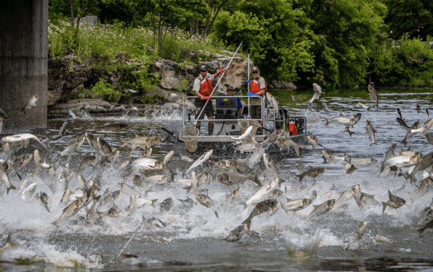Invasive carp get closer to Lake Michigan as project to halt their spread is ordered to stop