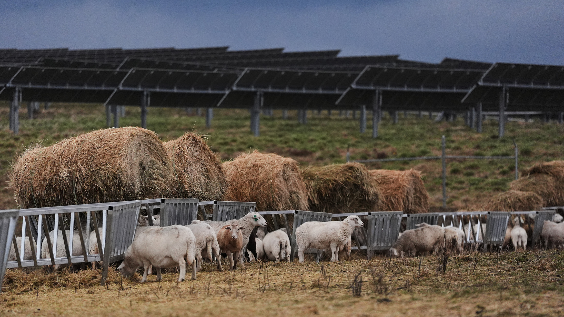 American farmers bet on solar. Then Trump changed the rules.