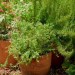 When and How to Repot Herbs in Containers