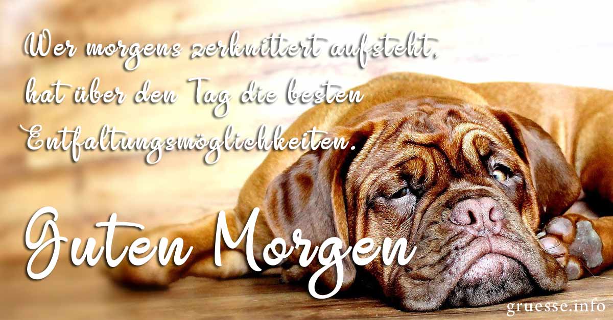 Lustige Guten Morgen Bilder & Sprüche - Grüße.info 628_x_1200_jpg