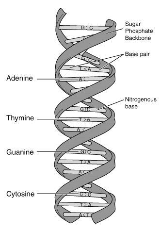 Mengenal DNA dan RNA – Blog Biologi