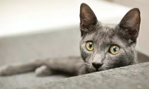 Choosing the Perfect Feline Companion: Unlocking the Secrets to a Harmonious Family Cat