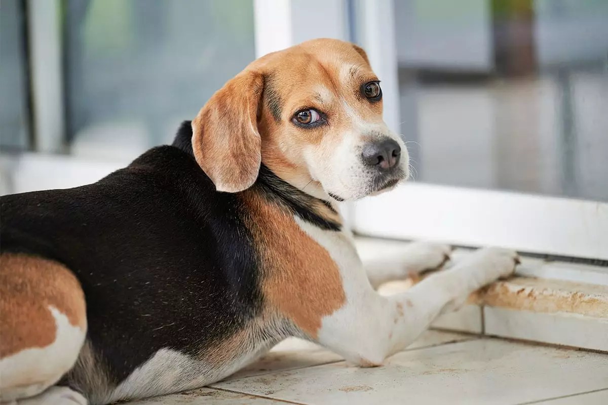 The Unrivaled Drama Queens of the Canine World: A Deep Dive into the Art of Doggie Entrée