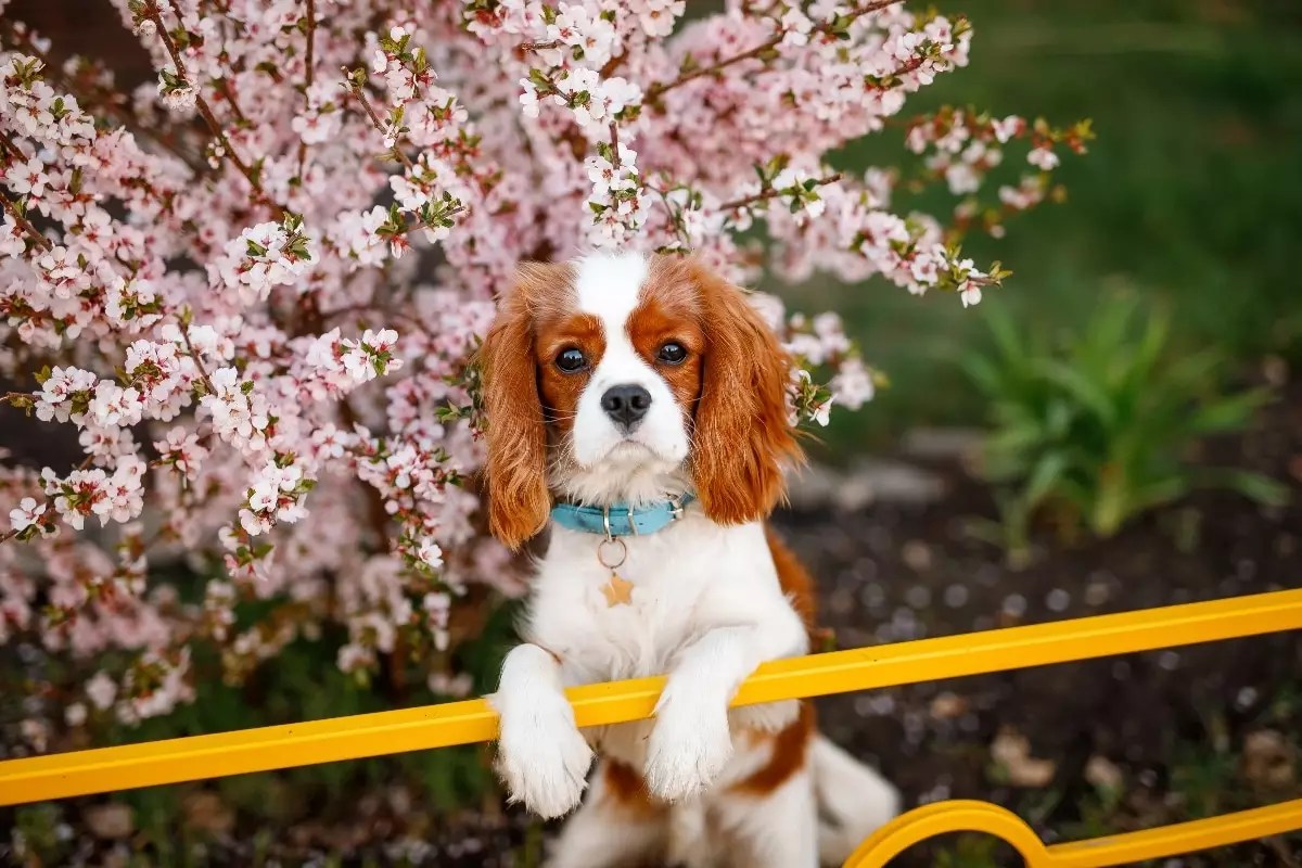 Unveiling the Epitome of Canine Grace: The Majestic Dogs That Define Elegance
