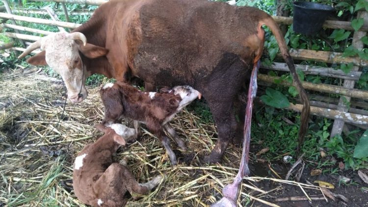 Sebanyak 41 Ekor Induk Sapi di Agam Lahirkan Anak Kembar | halopadang.id