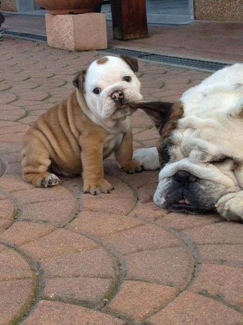 Bebe Chien Joueur Et Trop Mignon