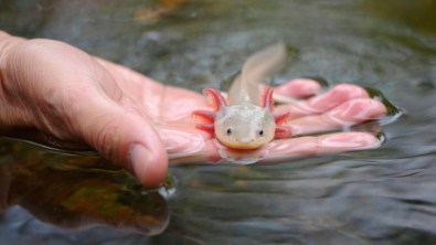 Update Harga Axolotl (Blue, Leucistic, Golden, dll)