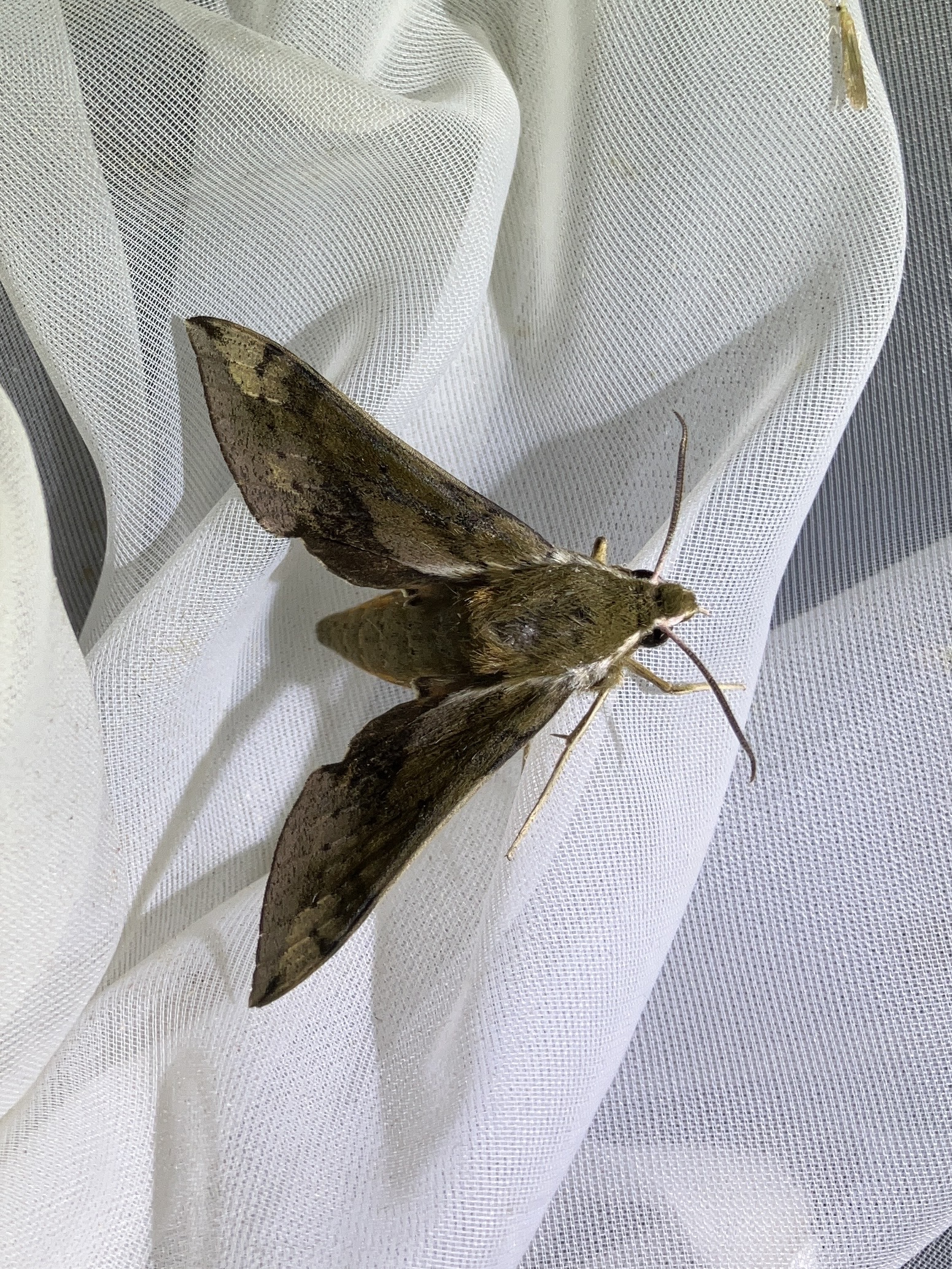 ミスジビロードスズメ | ぼくのむしとり日記