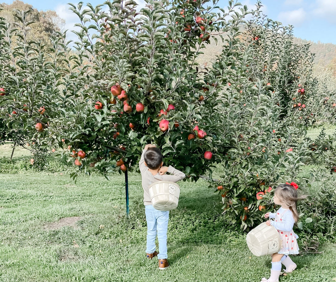 Top 32+ Background Images jeter mountain farm apple orchard hendersonville photos Sharp