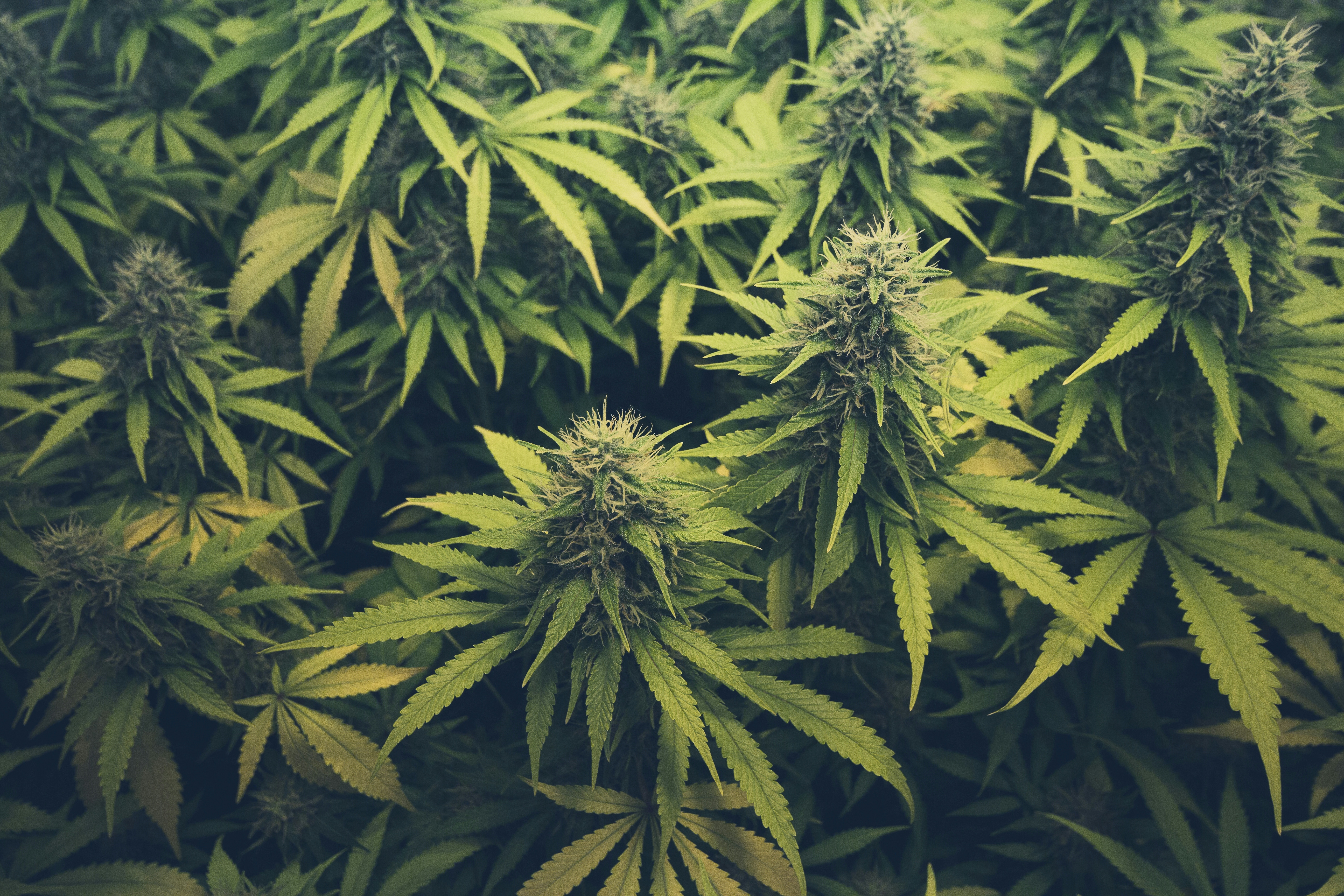 cannabis net worth