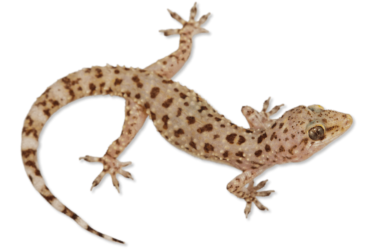 Gecko clear