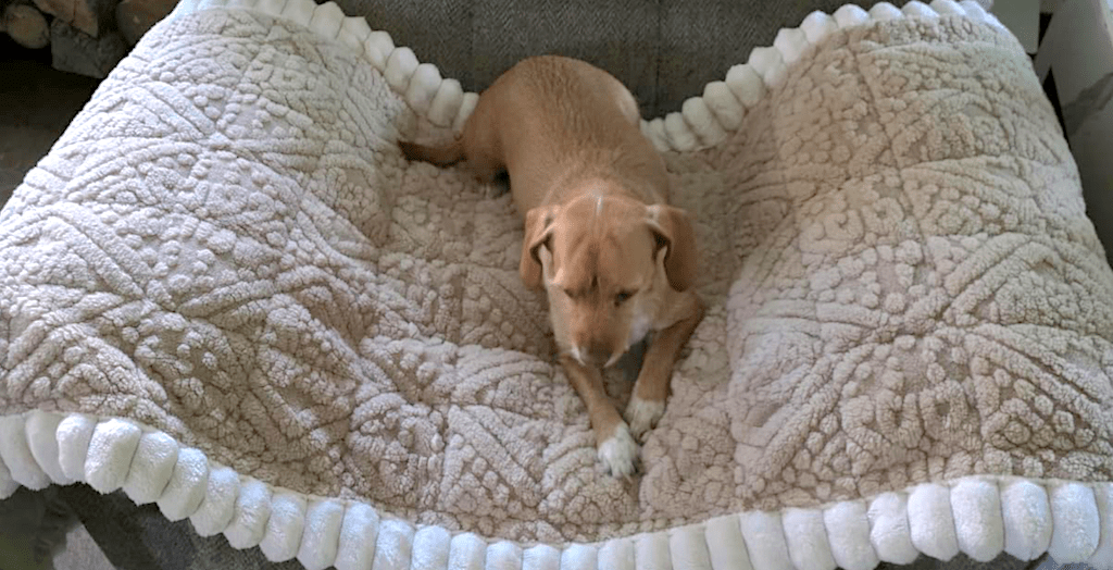 Pet Couch Cover from on Amazon (Use on Sofas, Car Seats & More!) Pet Couch Cover from on Amazon (Use on Sofas, Car Seats & More!)