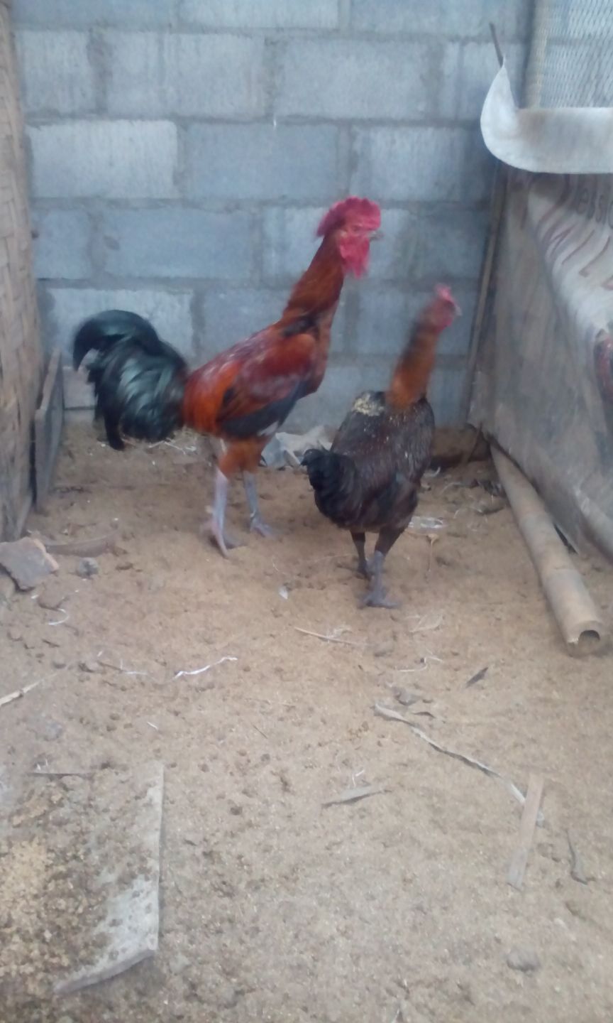 Mari Belajar Mengenal Suara Ayam Pelung | HOBI TERNAK